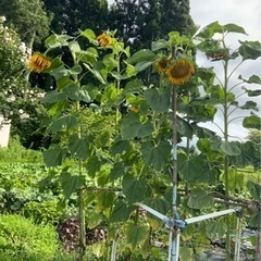 ジャンボひまわりの苗　6つ　無料の画像