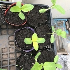 ジャンボひまわりの苗　6つ　無料の画像