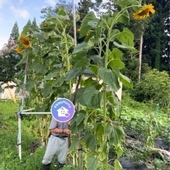 ジャンボひまわりの苗　6つ　無料の画像