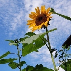 ジャンボひまわりの苗　6つ　無料の画像