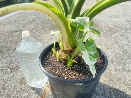 斑入りクワズイモ　大サイズ