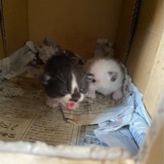 黒と白の子猫 外猫 譲ります 大切にしてくれる方