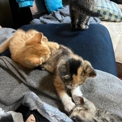 推定2.3ヶ月の子猫5匹