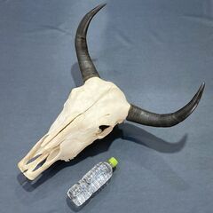 チベットヤク 本物頭骨 未使用品 スカルホーン ウォールオブジェ 骨格標本 魔除け 縁起物 壁掛け 店舗什器 A1BQ0601の画像
