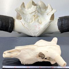 チベットヤク 本物頭骨 未使用品 スカルホーン ウォールオブジェ 骨格標本 魔除け 縁起物 壁掛け 店舗什器 A1BQ0601の画像