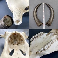 チベットヤク 本物頭骨 未使用品 スカルホーン ウォールオブジェ 骨格標本 魔除け 縁起物 壁掛け 店舗什器 A1BQ0601の画像