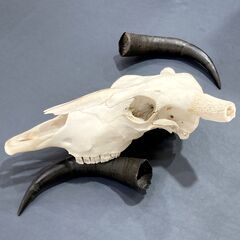 チベットヤク 本物頭骨 未使用品 スカルホーン ウォールオブジェ 骨格標本 魔除け 縁起物 壁掛け 店舗什器 A1BQ0601の画像
