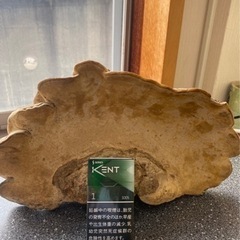 さるのこしかけ　霊柴の画像