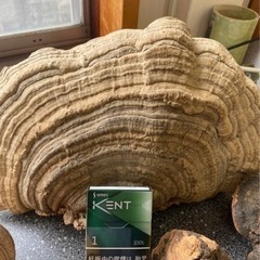 さるのこしかけ　霊柴の画像