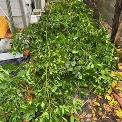 月桂樹