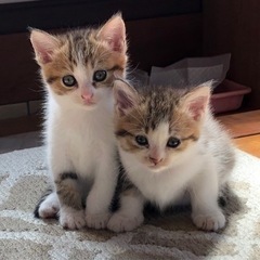 里親様決まりました。募集停止　4月22日生まれ