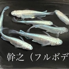 【ゆうメダカ】幹之（みゆき）メダカ　1匹300円　改良メダカの先駆け♪