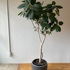 観葉植物　フィカス・ベンガレンシス