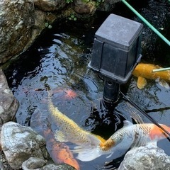 錦鯉　里親募集