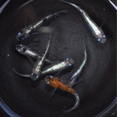 紅玉　3ペア＋おまけで雄1  計7匹