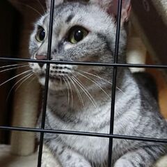 とても希少なオシキャットです。同居してるもう一匹の大型猫が病気で...