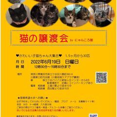 猫の譲渡会　BYにゃんころ隊