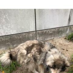 【兵庫県】淡路市 大町 犬 迷子犬 迷い犬 が保護されているようです