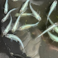 青みゆきメダカ15匹の画像