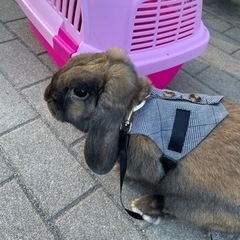里親決定しました