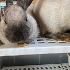 うさぎ