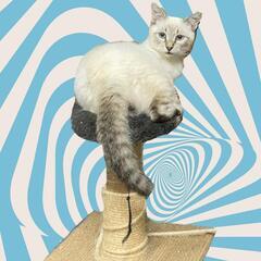 🐾😸♂クリーム色の控えめ性格な男の子🍀