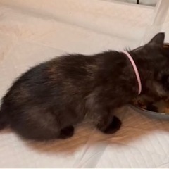 サビ猫♀ 1ヶ月 [里親さん決まりました。閲覧･お問合せありがとうございました。] - 里親募集