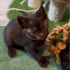 サビ猫♀ 1ヶ月 [里親さん決まりました。閲覧･お問合せありがとうございました。] − 三重県
