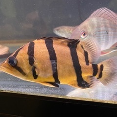 熱帯魚と水槽