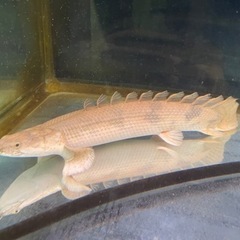 熱帯魚と水槽の画像