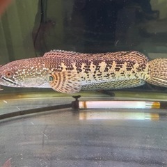 熱帯魚と水槽の画像