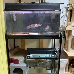 熱帯魚と水槽の画像