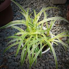 斑入り ヤブラン