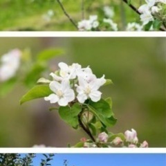 急募　5人　募集　りんご　🍎　軽作業　の画像