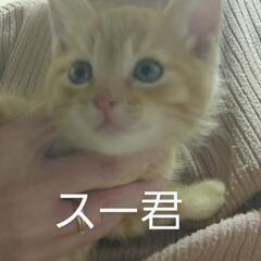 保護猫3匹