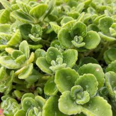 ☆多肉植物　アロマティカス