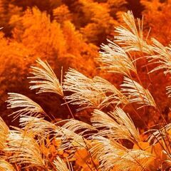 休日に話し相手になってくれる方・一緒に過ごしてくれる方を探しています！