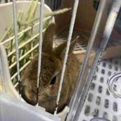 小動物ネットワーク