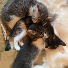 ありがとうございました！