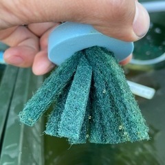 メダカの卵販売します。