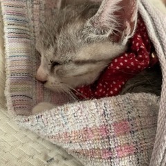 里親様と相談中です