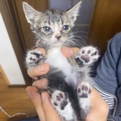 子猫の兄妹