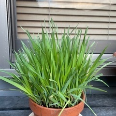 猫草　えん麦のタネいりませんか？