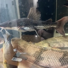 レッドテールタイガーシャベルノーズ