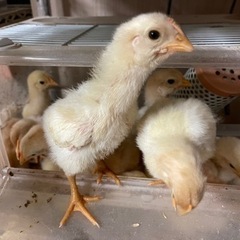 ボリスブラウンのヒナ販売中！ − 大分県