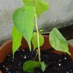 モミジアオイ 苗の画像