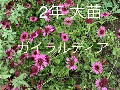 ガイラルディア グレープセンセーション 大苗(2年株) 宿根草