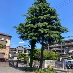 剪定/伐採お庭サッパリ5000円〜【松戸/柏/野田/市川/船橋市/習志野市】（有）ハヤカワ商店　松戸店 − 千葉県