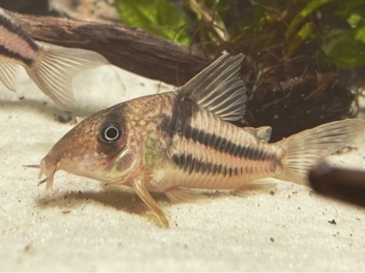 コリドラス スーパーアンチェスター 美ライン ワイルド個体1匹