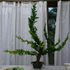 いけばな(格花・挿花)の画像